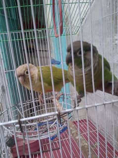 pineapple conure hand tame pair full winds with cage