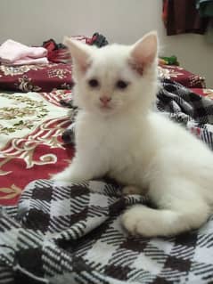 Persian Kittens for Sale