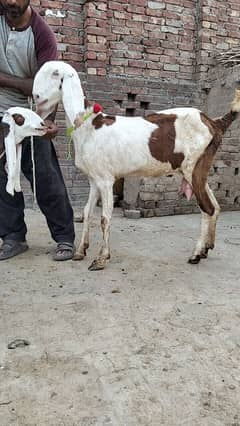 ablak bakri