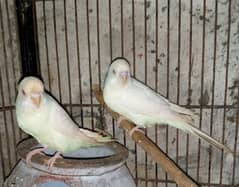 paper white red eye budgies for sale