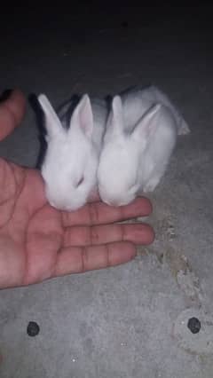 Baby Pure white Rabbits