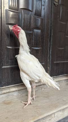 Pure White Heera Aseel Breed Pair