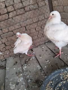 fancy pigeons | kabuter  |frizzle sherazi Sentient