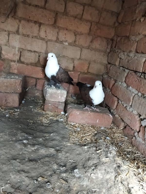 . fancy pigeons |gubra pigeon |frizzle sherazi Sentient /frill back 0