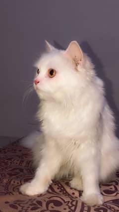 Persian cat