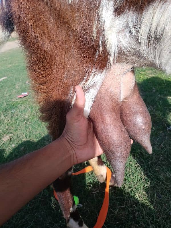 goat with baby (female) 2