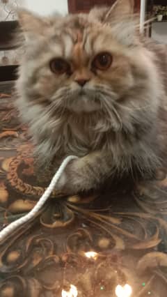 Persian Female Cat 10 months old