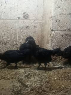 Ayam cemani gray tounge fancy hen chicks for sale