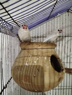 white jawa breeder pair sale