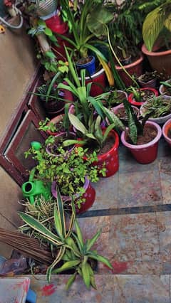 30 plants and pots for sale