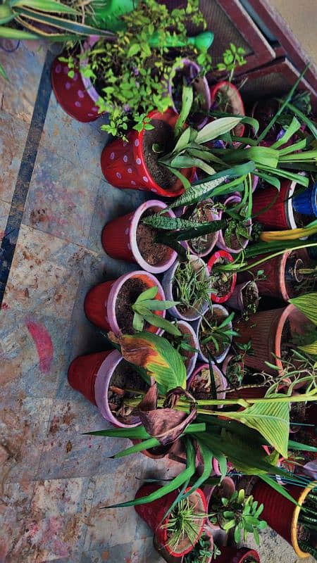 30 plants and pots for sale 1