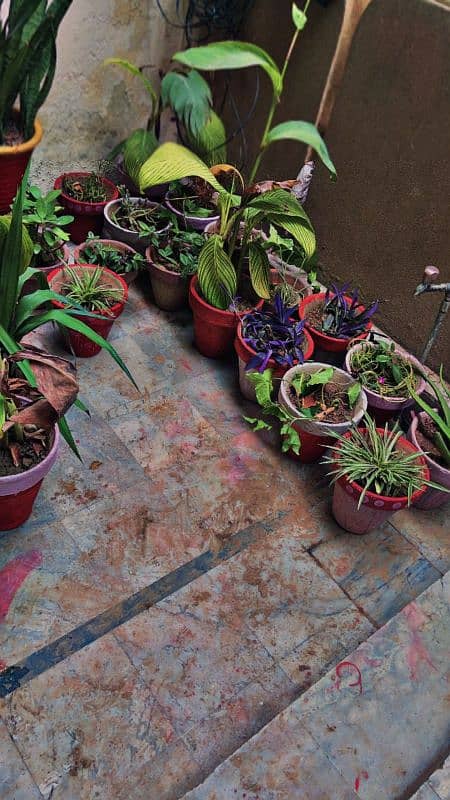 30 plants and pots for sale 2