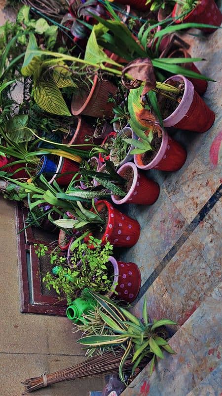 30 plants and pots for sale 3