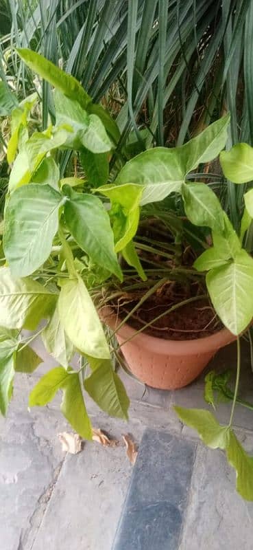 30 plants and pots for sale 7