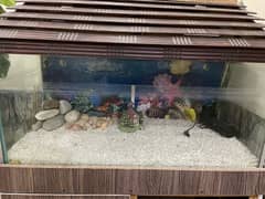 Fish Aquarium