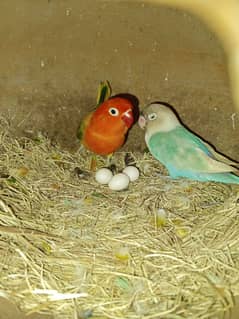 Lovebirds breeder pairs for sale and exchange