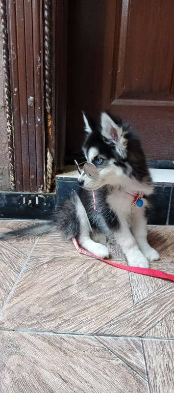 Siberian Huskey male age 2 month high quality 1