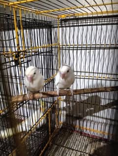 albino red eye pair price 5000 or blue fishri pair price 2500