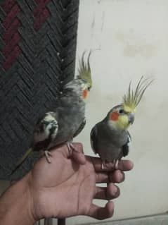 hand tame cocktail confirm breeder pair fully friendly