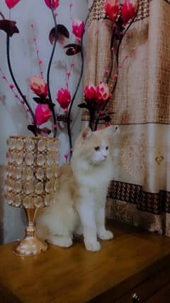 Persian cat for sale