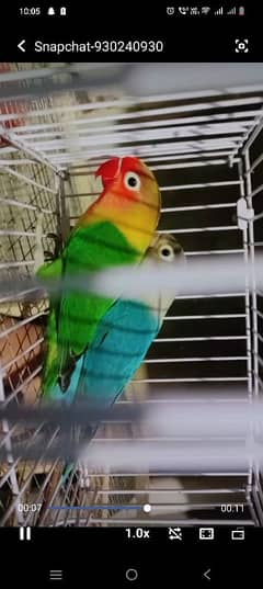 lovebirds pair