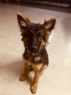 Pedigree German Shepherd