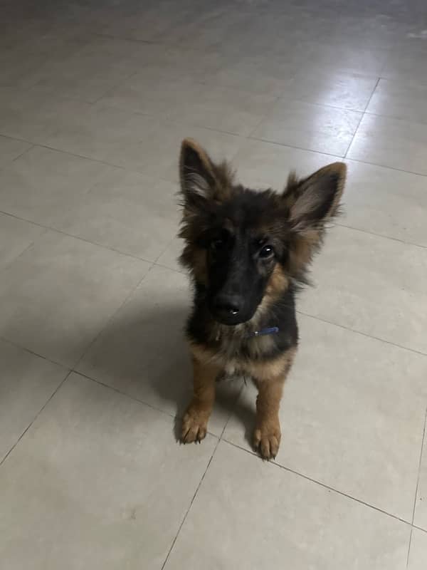 Pedigree German Shepherd 4