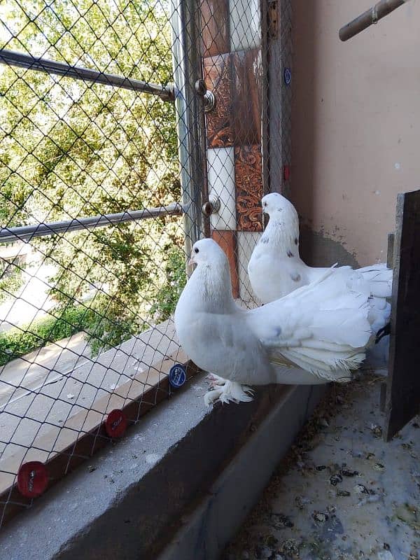 White pair lake pigeons 0