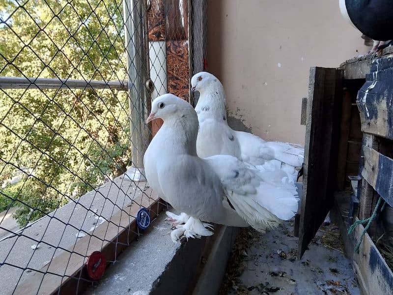 White pair lake pigeons 1