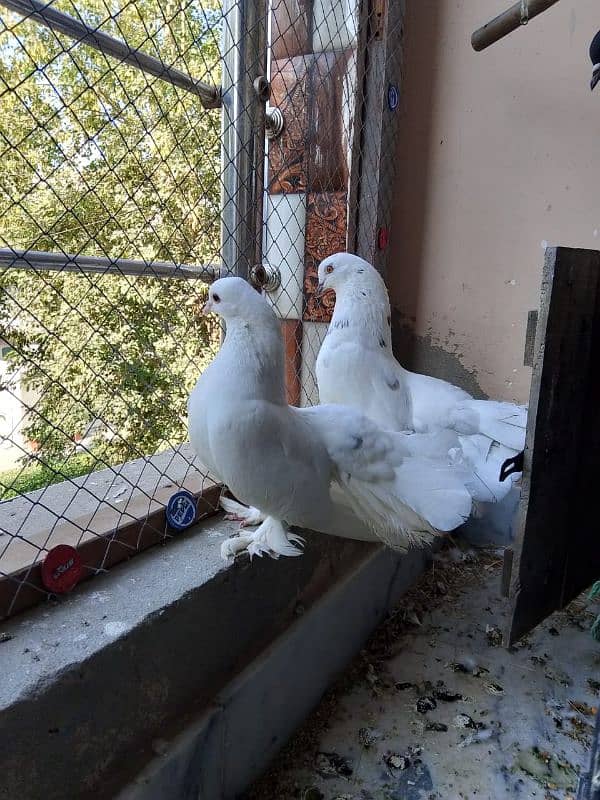 White pair lake pigeons 2