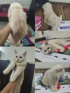 Persian Kitten Duble coated creame color kitten