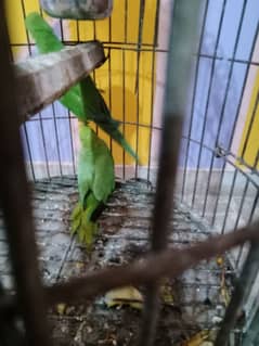 Green Ringneck