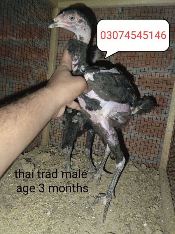 thai trad 2