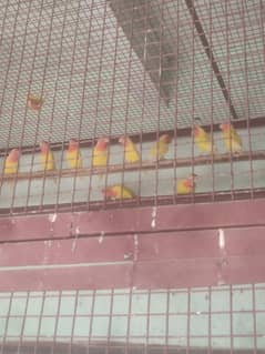 lutino love bird for sale 3000 per pair