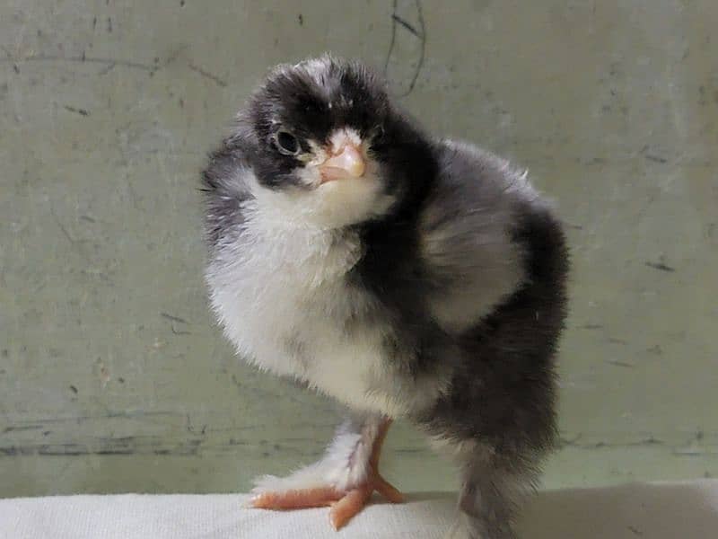 FANCY EGGS and chicks BRAHMA SILKIE BENTEM 4