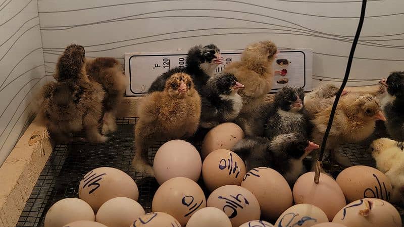 FANCY EGGS and chicks BRAHMA SILKIE BENTEM 9