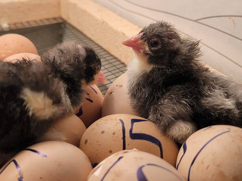 FANCY EGGS and chicks BRAHMA SILKIE BENTEM 10