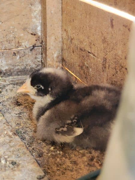 FANCY EGGS and chicks BRAHMA SILKIE BENTEM 11