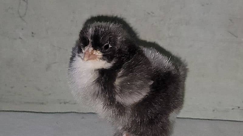 FANCY EGGS and chicks BRAHMA SILKIE BENTEM 12