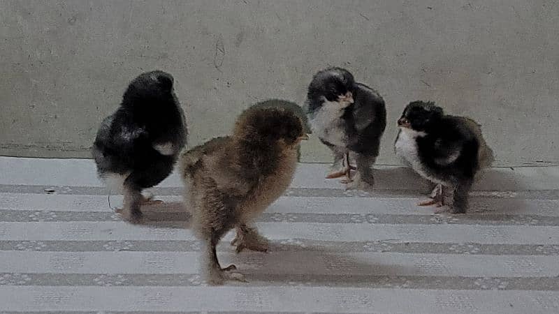 FANCY EGGS and chicks BRAHMA SILKIE BENTEM 13