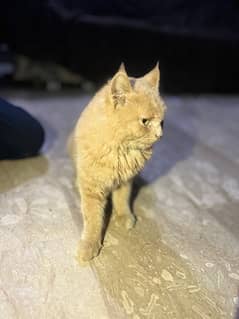 russian female cat for sale