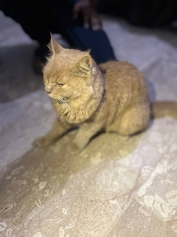 russian female cat for sale 6