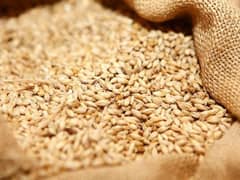 Gandam  | Natural wheat | Kanak For Bread