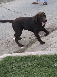 Labrador chocolate color uk