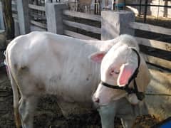 white bull for sale