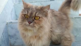 Persian punch face triple coat cat