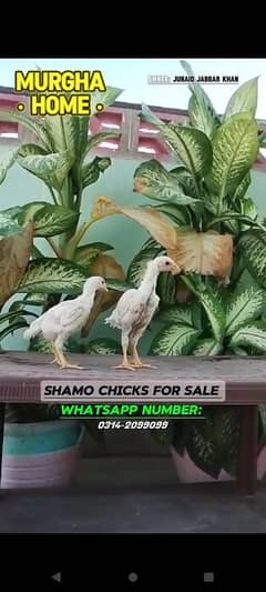 oh SHAMOO chick urgent sale 10 days or one month