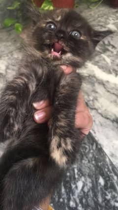 persian kittens for sale۔ male female both available