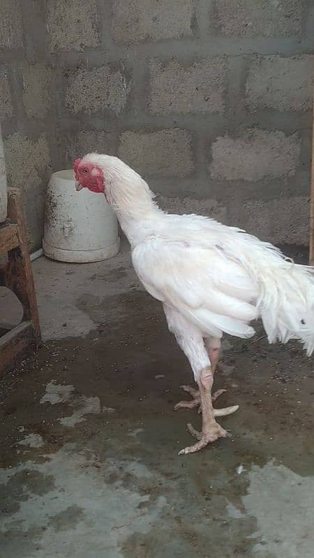 Paper white heera breeder 2