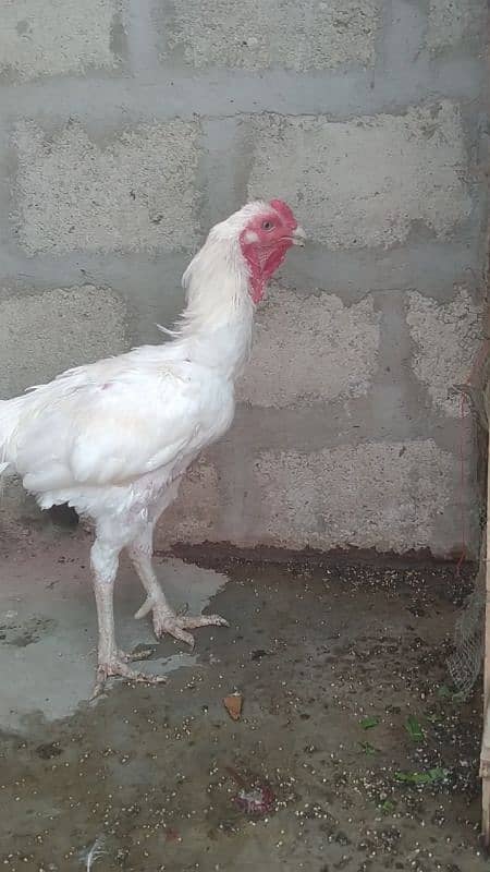 Paper white heera breeder 3